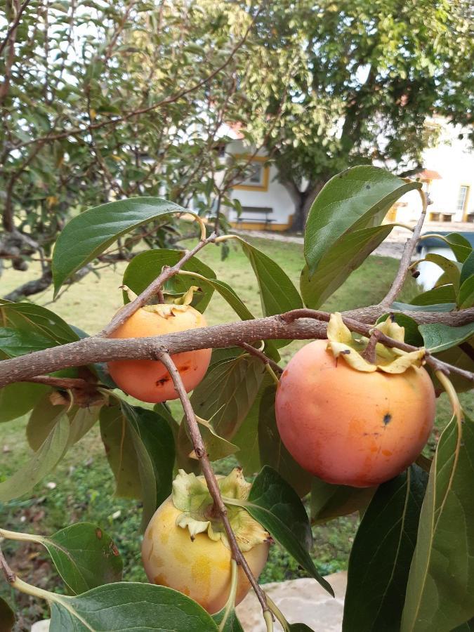 Quintal Do Freixo - Country House Sobral de Monte Agraço エクステリア 写真