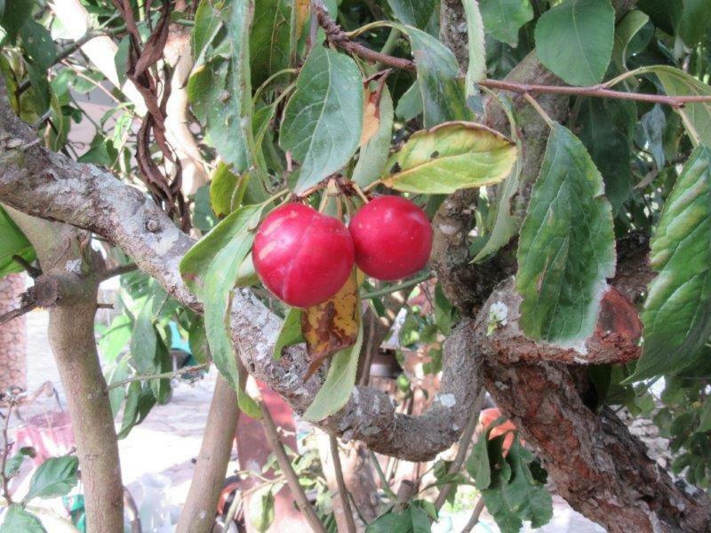 Quintal Do Freixo - Country House Sobral de Monte Agraço エクステリア 写真